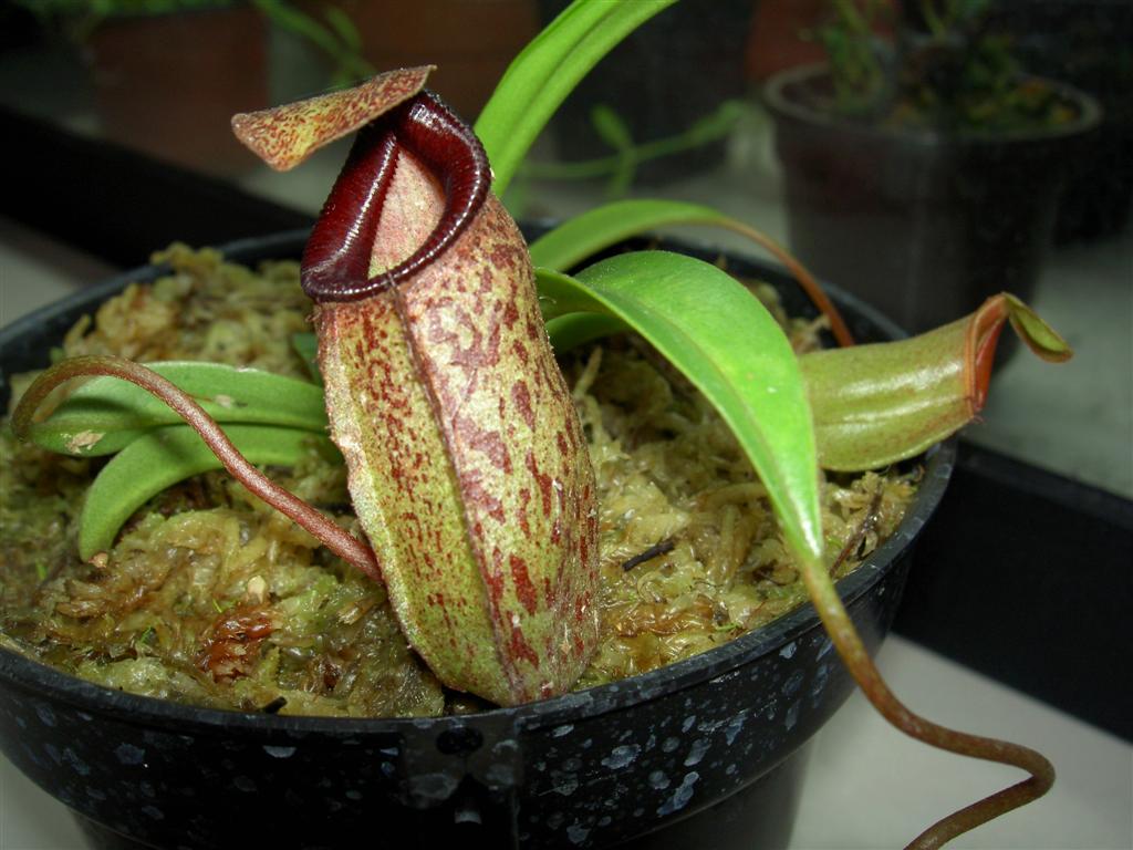 Nepenthes ventricosa x talangensis 2